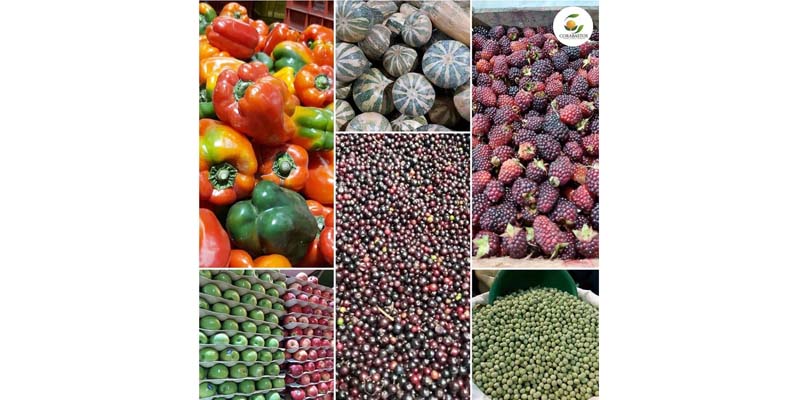 Administración departamental garantiza abastecimiento alimentario en la región durante periodo de aislamiento


