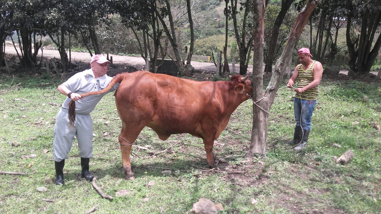 Fosca recibe asistencia técnica para mejoramiento genético de bovinos






