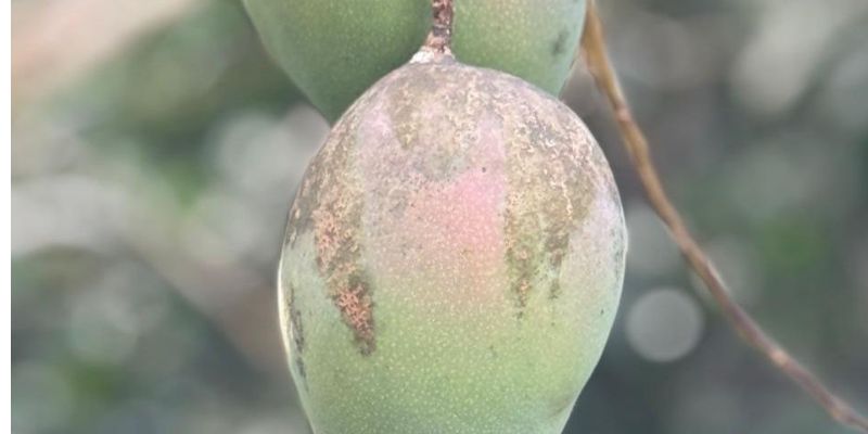 Cundinamarca produce mango como para llenar un rascacielos de 100 pisos: 94.000 toneladas al año
