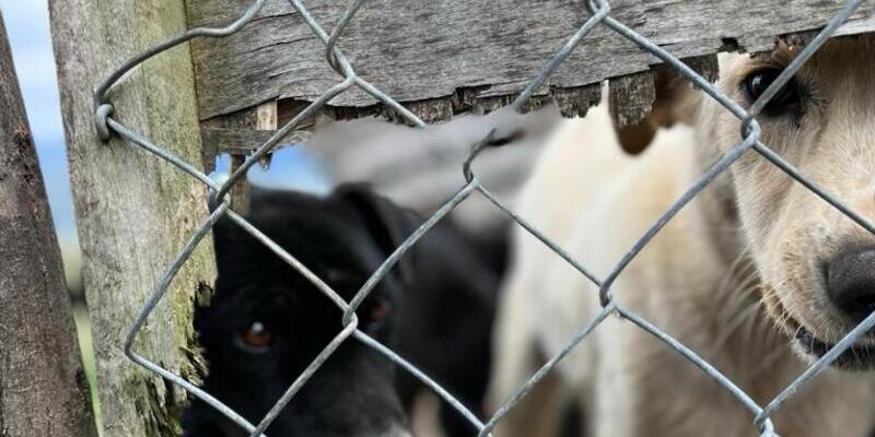 Cundinamarca impone la sanción económica por maltrato animal más alta en la historia de Colombia
