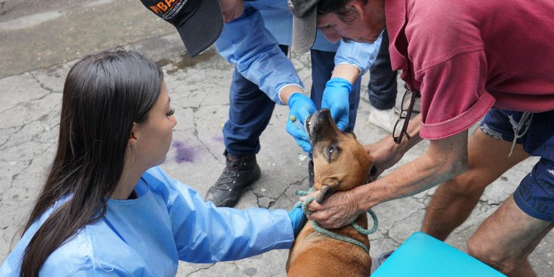 Más de 100 animales de compañía atendidos en jornadas de bienestar en El Colegio y San Antonio del Tequendama
