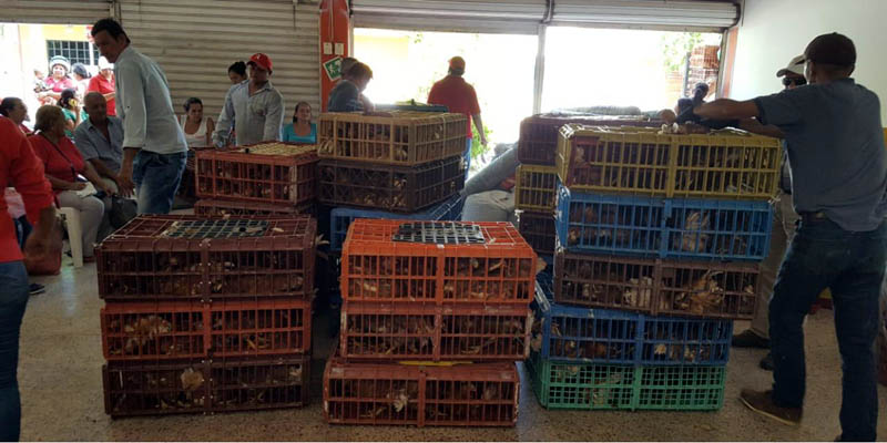 Apoyo a 70 familias de Ricaurte con insumos y gallinas ponedoras