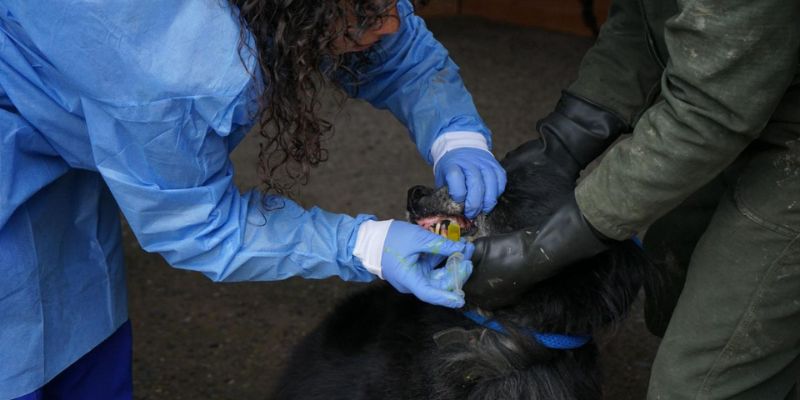 IPYBAC amplía atención médica a animales en albergues: más de 540 beneficiados en 2025
