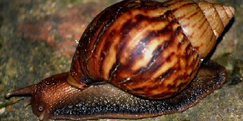 Cundinamarca alerta sobre proliferación del Caracol Gigante Africano











