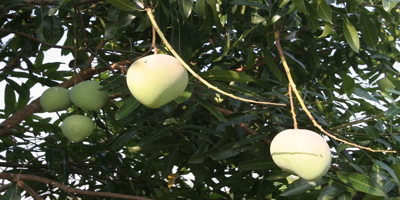 Mango cundinamarqués a la conquista de Estados Unidos

