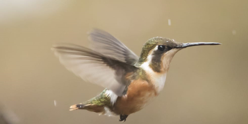 El libro ‘Colibríes de Cundinamarca’, símbolo de la diversidad



