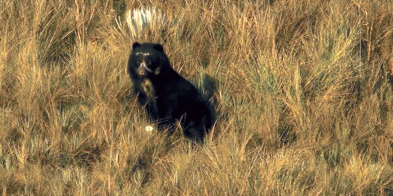 Un llamado a proteger al oso andino














































