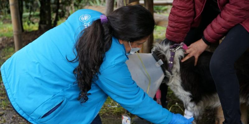 IPYBAC amplía atención médica a animales en albergues: más de 540 beneficiados en 2025
