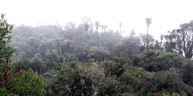 Gobernador de Cundinamarca exige preservar la fauna y la flora 

