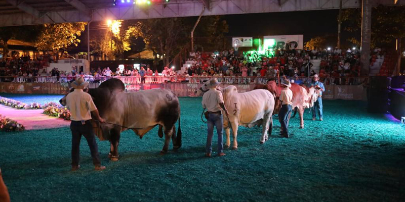 A todo galope en la Gran Feria Equina y Ganadera de ExpoCundinamarca 2022  



