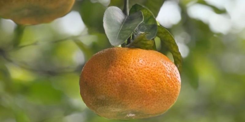 Cundinamarca entrega 194 reservorios para enfrentar sequías y fortalecer el agro ante el cambio climático