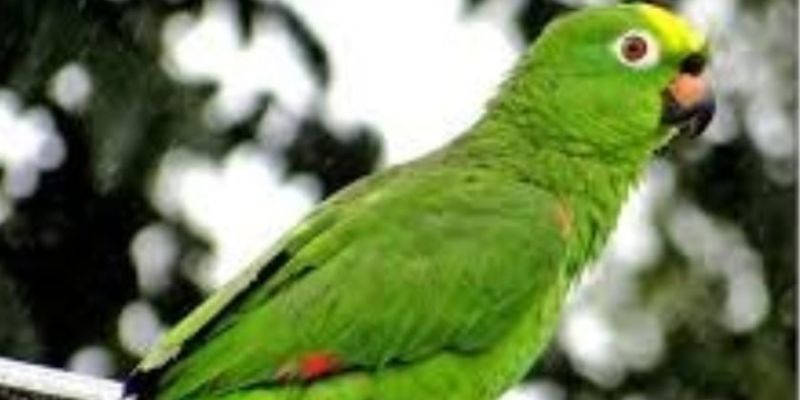 ¡Vacaciones sin jaulas! Autoridades refuerzan controles contra el tráfico de fauna silvestre en receso escolar