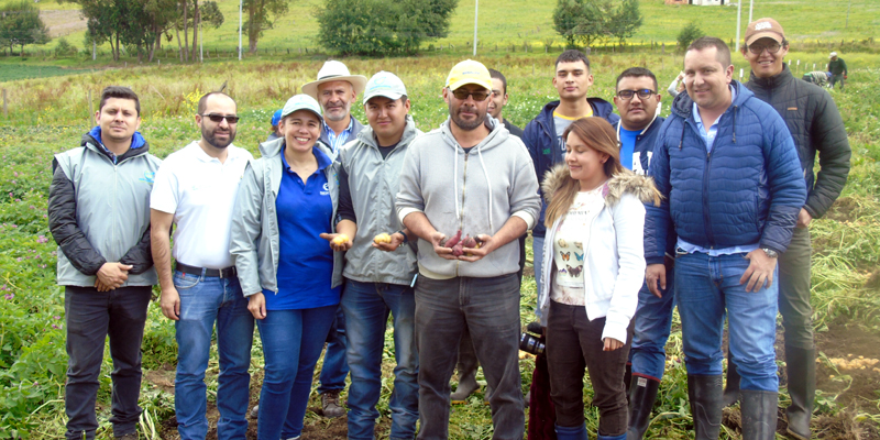 Nuevas variedades de papa criolla mejorarán producción en Cundinamarca

