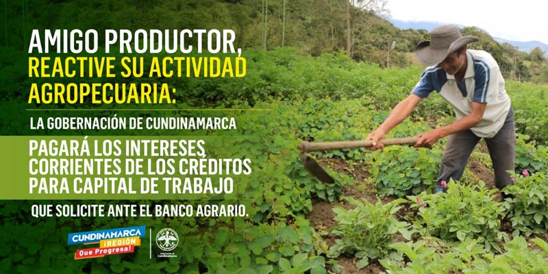 $600 millones para que pequeños productores rurales reactiven su actividad agropecuaria

