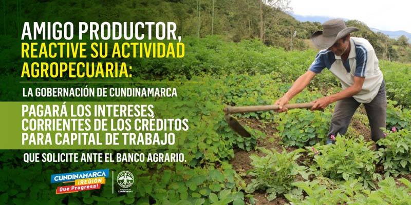 $600 millones para que pequeños productores rurales reactiven su actividad agropecuaria







