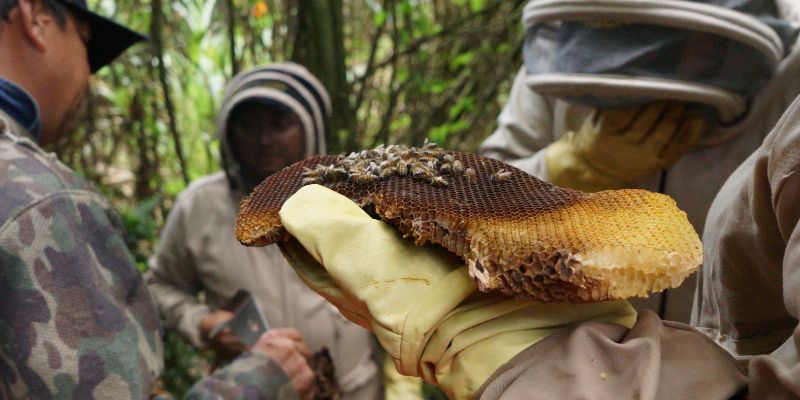 Capacitación apícola en Cáqueza impulsa la protección y bienestar de las abejas