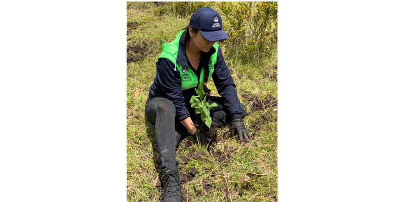 Reforestadas áreas del cerro Montecillo de Guatavita 