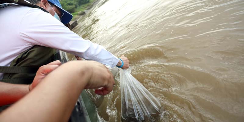 200 mil alevinos fueron liberados en el Río Magdalena para su repoblamiento









