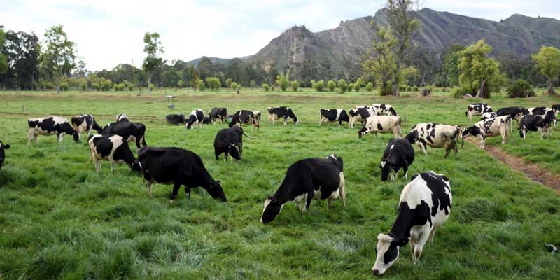 A tomar leche producida en Cundinamarca

