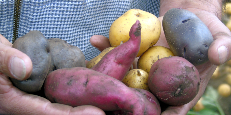Nuevas variedades de papa criolla mejorarán producción en Cundinamarca

