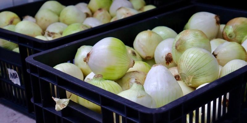 Más de 7.000 niños y niñas reciben alimentos frescos de campesinos cundinamarqueses a través del PAE