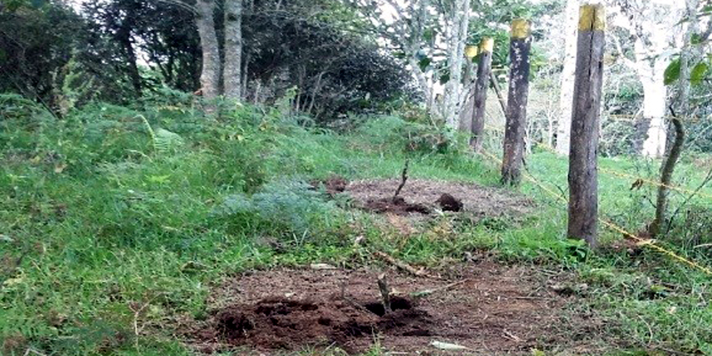 Más áreas de importancia hídrica reforestadas en Guayabal de Síquima






