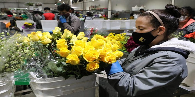 ¡Cundinamarca, número UNO en exportación de flores en Colombia!