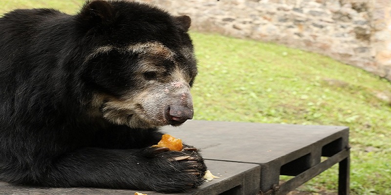 79 toneladas de alimentos para la fauna silvestre de bioparques y zoológicos de la región







