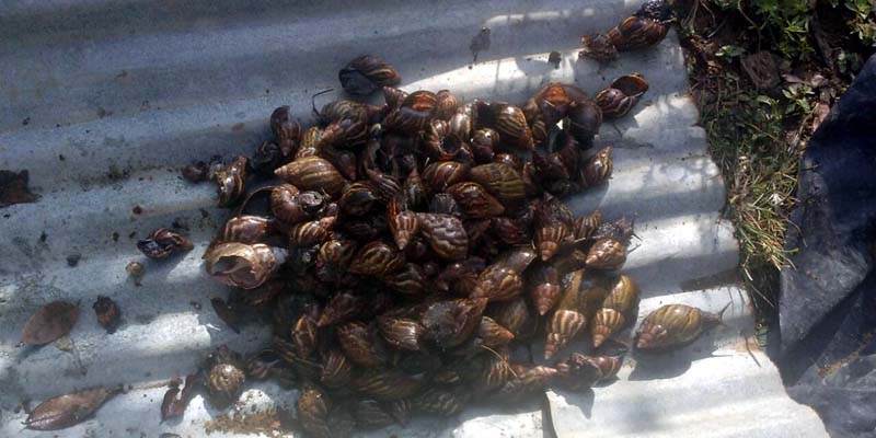 Cundinamarca fortalece acciones ante la presencia de caracol gigante africano





