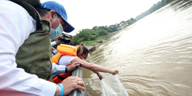 200 mil alevinos fueron liberados en el Río Magdalena para su repoblamiento









