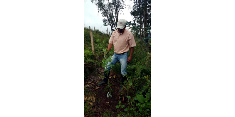 Gobierno departamental realiza millonaria inversión en reforestación rural









