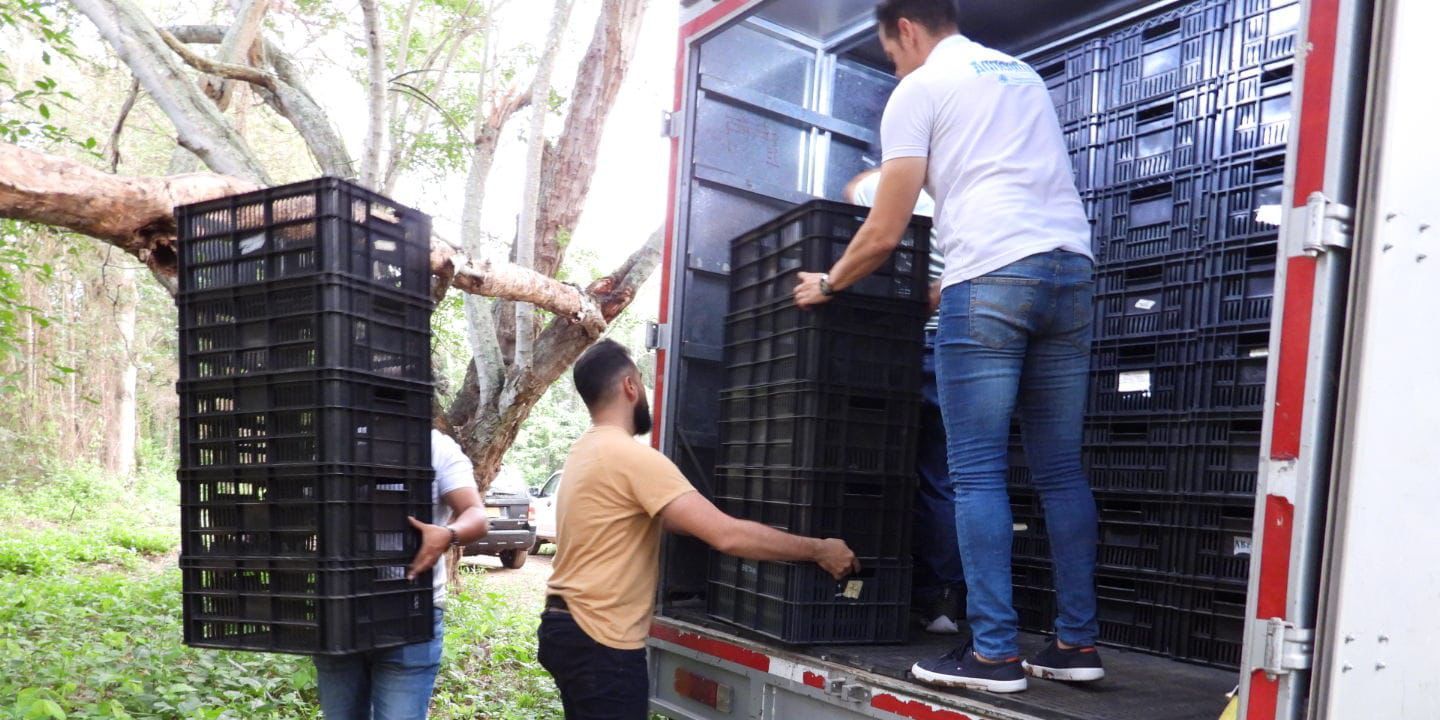 Repoblamiento de peces en el río Magdalena: un paso hacia la revitalización del ecosistema

