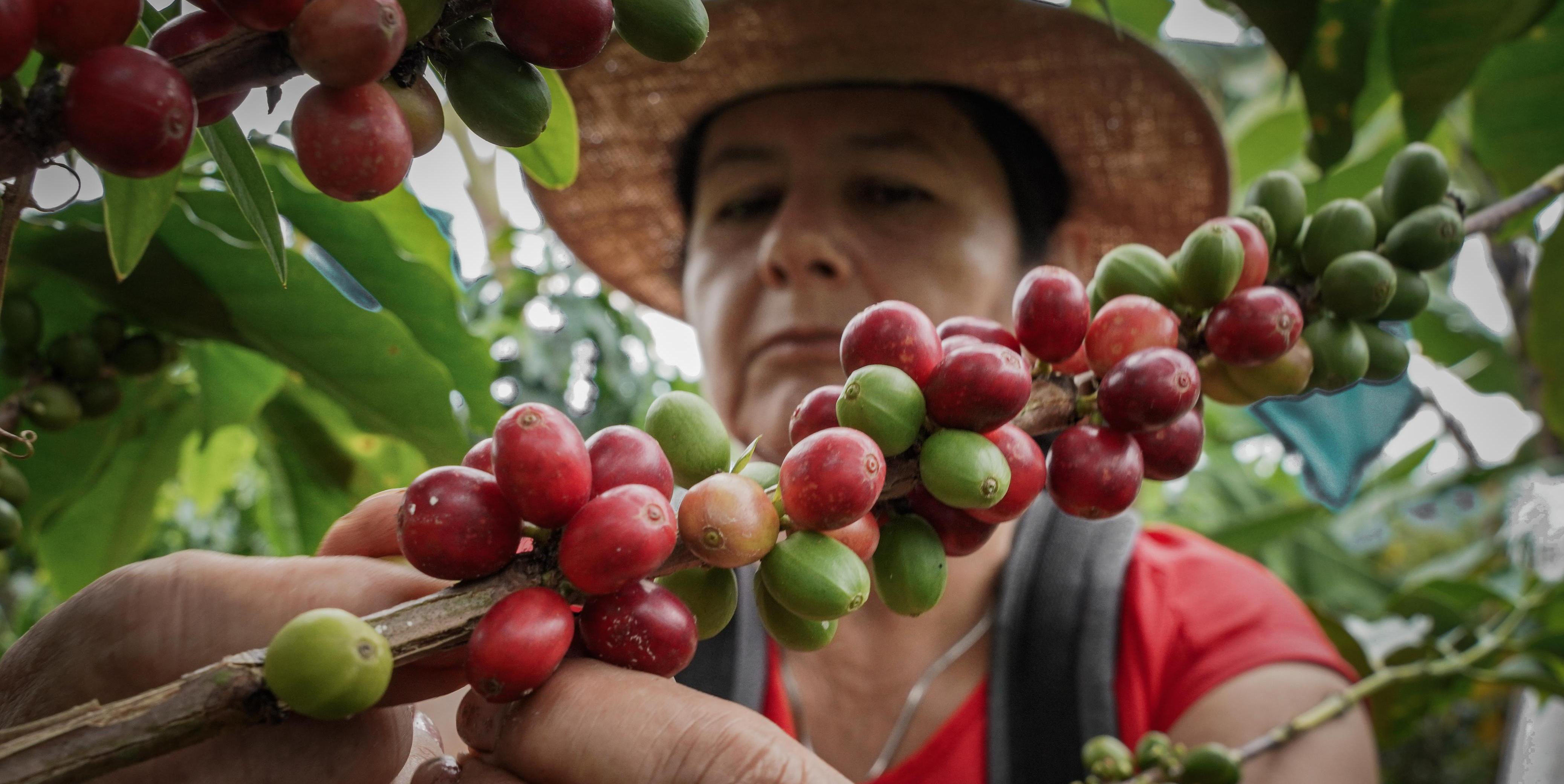 Pequeños productores agropecuarios aprovechen la oportunidad: incentivos LEC e ICR disponibles

