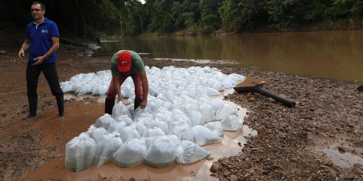Repoblamiento de peces en el río Magdalena: un paso hacia la revitalización del ecosistema

