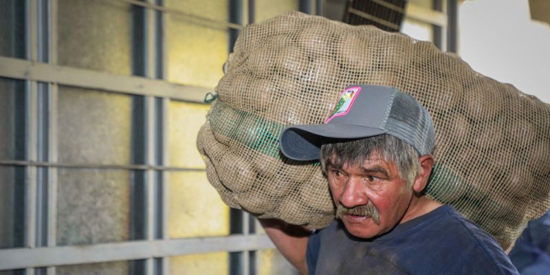 $2.500 millones para reactivar el sector paperos de Cundinamarca durante el puente festivo