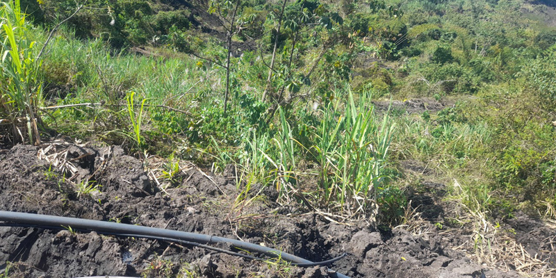 Más de 1.100 productores de 53 municipios afectados por la ola invernal han recibido insumos y semillas

