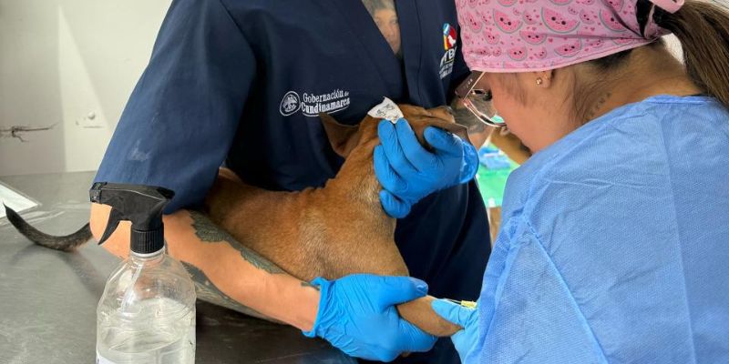 165 animales fueron esterilizados en Nemocón y Ricaurte durante la primera gira departamental de bienestar animal