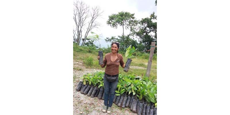 Cerca de 3.500 familias viven del cacao en Cundinamarca


