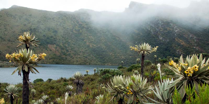 Cundinamarca, el departamento verde del país