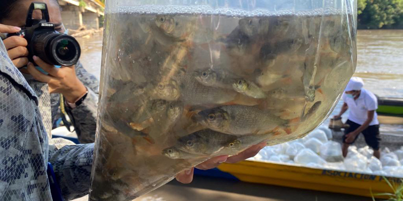 Repoblamiento íctico de especies nativas en la cuenca alta del río Magdalena 


