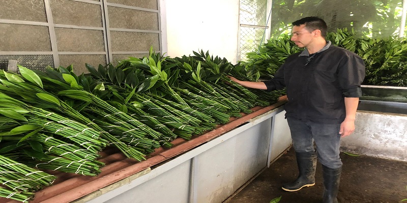Floricultores de Cachipay y Anolaima se fortalecen para competir en el exterior



