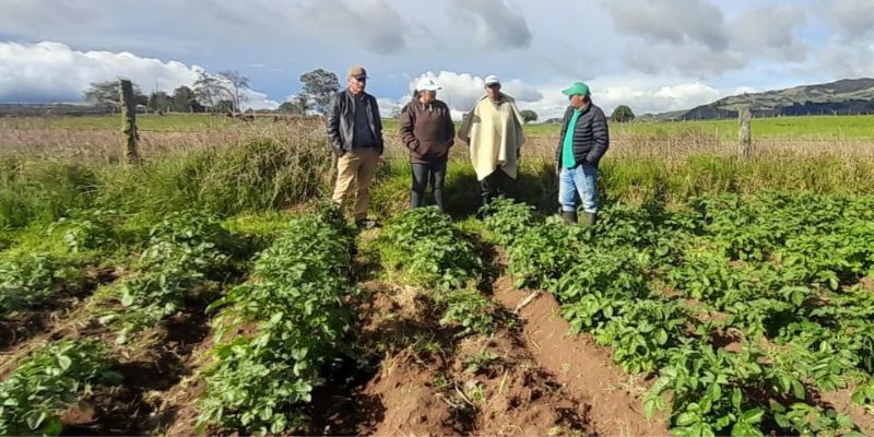 Más de $215 millones para mejorar la producción de papa en Cundinamarca con semilla certificada
