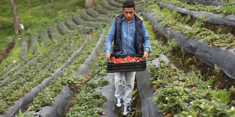 Cundinamarca vende un promedio anual de $2,47 billones en productos del agro







