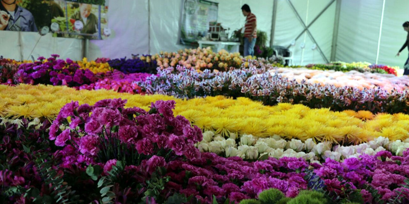 Las mejores flores del mundo en ExpoCundinamarca











































