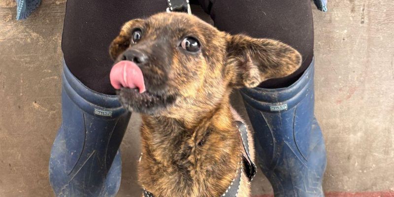 165 animales fueron esterilizados en Nemocón y Ricaurte durante la primera gira departamental de bienestar animal