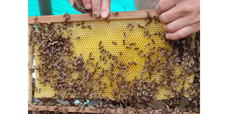 Cundinamarca celebra el Día Mundial de las Abejas