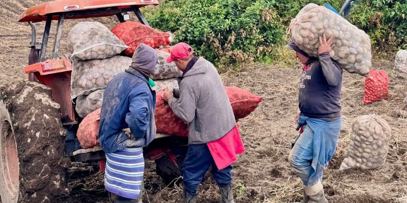 Ventas de papa en Cundinamarca alcanzan cerca de $2.000 millones con estrategia de la Gobernación