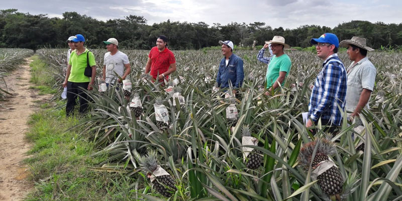 Agro-redes para fortalecer pequeños productores agrícolas en cuatro provincias



