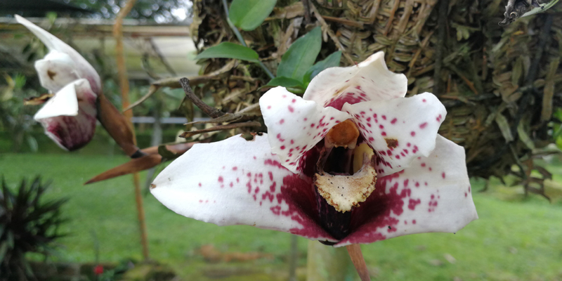 Se fortalece conservación y cultivo de orquídeas nativas en San Antonio del Tequendama y Fusagasugá





