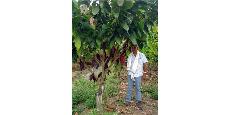 Cerca de 3.500 familias viven del cacao en Cundinamarca


